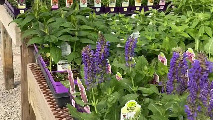 Full Greenhouse